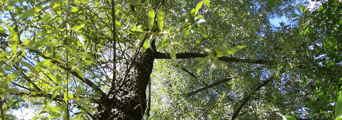 Baummeditation, Meditation mit der Natur
